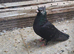 Fancy pigeons for sale