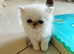 Silver chinchilla Persian looking for his pawfect lap !