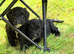 Cockpoo puppy’s