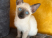 Siamese girl kittens ready now