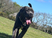 PROVEN CANE CORSO STUD AVAILABLE