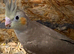 Just fledged will be ready in a few weeks