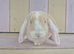 BEAUTIFUL MINI LOP BABIES- READY NOW!