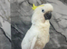 Friendly Baby HandReared Super Tame Cuddly Medium Sulphur Crested Cockatoo Parrot,26