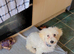male bichon