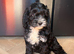 **READY NOW** F1 Cockapoo Pups