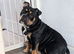 9 months old NEBBR Ozzy