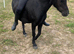 Pony for sale