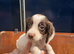 Sprocket puppies