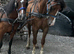 Show Quality Registered Welsh Section C Gelding