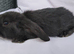 Cute French x Mini Lop kits looking for new homes