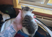 Litter of 5 kittens looking for forever homes