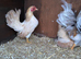 Show quality serama hatching eggs and chicks