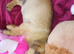 Male puppy