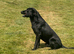 Labrador Black KC Reg 3yrs