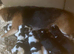 Beautiful beagle puppies for sale