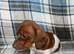 Miniature dachshund