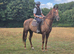Super sweet 16.2hh gelding