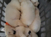 Gorgeous white german shepherd pups