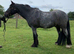Gorgeous Blue Roan gelding, approx 14hh, rising 5
