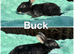 4 stunning buck rex