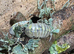 Armadillidium Vulgare Magic Potion 20 for &pound;25