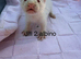 3 albino Jill kits ready to leave