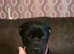 Frenchie cross labrador