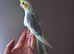 Baby cockatiels friendly different mutations