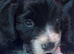 Cocker spaniel puppies