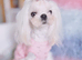 Beautiful Adult Korean Maltese Girl