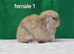 Purebred mini lop rabbits