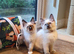 Stunning GCCF Registered Ragdoll Kittens.