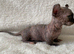 Beautiful Sphynx Dwelf Female Kittens