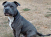 KC registered blue staffy available for stud