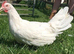 Chickens for sale (great egg layers and very laid back when settled in)