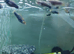 Swordtails
