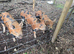 Berkshire x Tamworth Boy Weaners 5-6 months