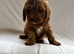 Adorable f1b cavapoo puppies
