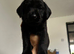 KC Registered Black Lab pups