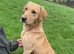 Kennel Club Registered Labrador Puppies &ndash; Working Lines