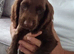Working cocker spaniel puppies