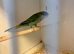 Hen Sierra Parakeet