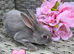 Baby mini rex looking for homes