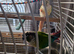 Bonded Pair of Conures