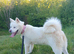 Akita