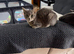 Socks and tabby free to good home