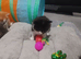 Calico and maincoon kittens