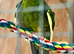 12 week male kakarikkki