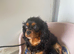 Yorkie x boy for sale